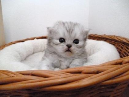 Ein wunderhübsches Perser Baby sucht ein neues Zuhause
