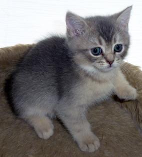 Zu verkaufen kleune Kitten BHK