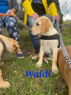 Unsere süßen Labrador Welpen