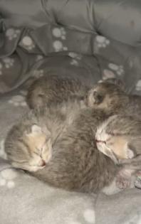 Britisch Kurzhaar Kitten