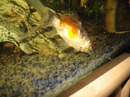 Verkaufe 14cm großen goldfisch