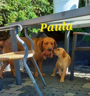 Unsere süßen Labrador Welpen