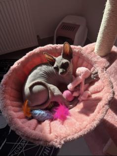 Wunderschönes Sphynx Weibchen