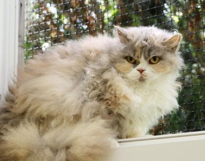 Selkirk Rex Kätzchen