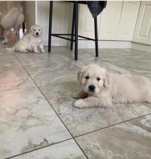 AKC registrierte Golden Retriever Welpen