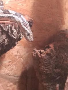 Riesige Kornnatter in großem Terrarium
