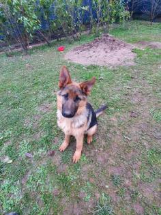 Deutsche schäferhund Welpe