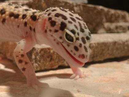 4 Leopardgeckodamen mit 2 Terrarien