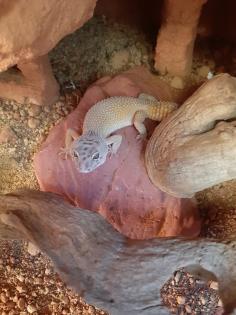 Komplettes Terrarium mit Leopardgecko