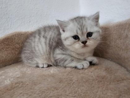 Britisch kurzhaar kitten