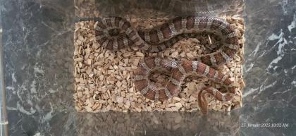 Kornnatter, 2. 0, Pantherophis guttatus, Terrarium 80x80x150 cm