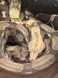 Not Verkauf Boa Constrictor Imperator