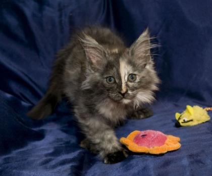 Wundervolle, reinrassige Maine Coon Babys mit Papieren