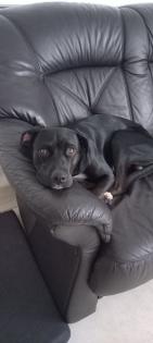 BOXADOR-Labrador/ Boxer Mischling 14 Monate alt