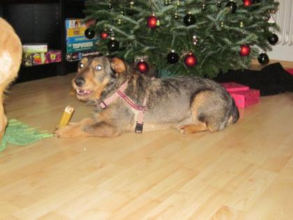 Hund Dackel-Mix Hugo sucht DRINGEND ein zuHause oder Pflegeplatz