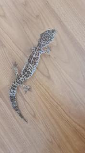 3 Leopardgecko Weibchen