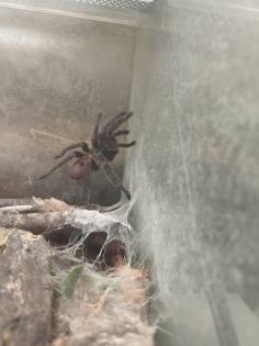 Chromatopelma Cyaneopubuscens unbestimmt