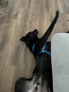 Malinoi x Dt. Schäferhund mix