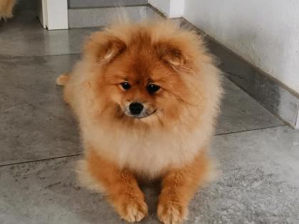 Wunderschöne Pomeranian Zwergspitze mit Stammbaum.