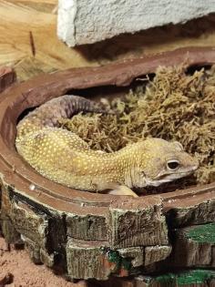 O. 2 Leopardgecko adult