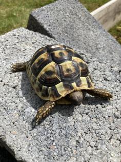 3 Griechische Landschildkröten NZ 2022