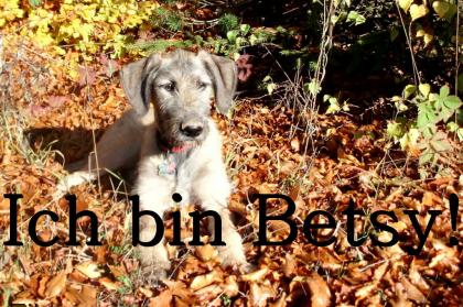 Irish Wolfhound Welpen C-Wurf of Nobility Eileen