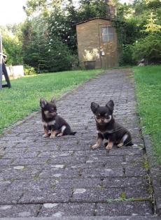 Typvolle Chihuahuawelpen in LH mit Papieren