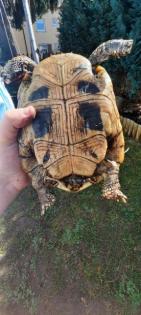 Griechische landschildkröten