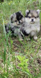 Pomeranian zwergspitz welpen blue merle black tan