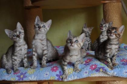 Bengal Kitten aus liebevoller, langjähriger Zucht in Snow sowie klassisch black