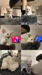 Türkisch angora Kitten