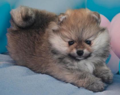 Pomeranian Welpe Bärchentyp/Boo vom Züchter mit Papieren