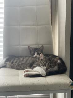 Mischlings Babykatzen suchen dringend ein zuhause