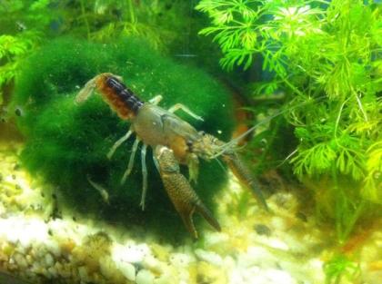 Flusskrebse Procambarus Vasquezae