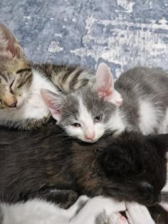 Katzen junges rasse bombay und mischling