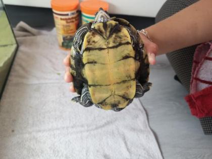 2 Wasserschildkröten zu verkaufen