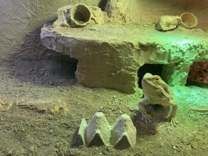 Bartagame mit Terrarium