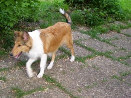 Collie Welpen, Langhaar