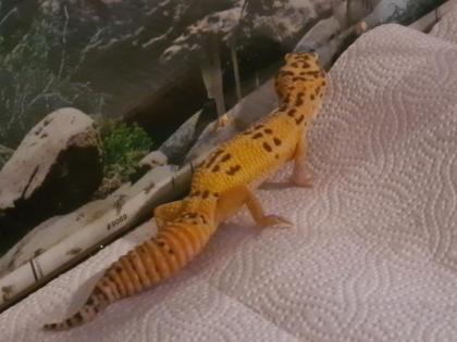 Leopardgeckos nebst Zubehör