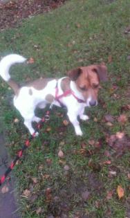 Jackrusselmix