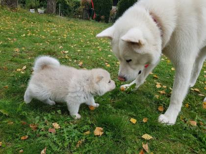 Akita Husky im Allgäu