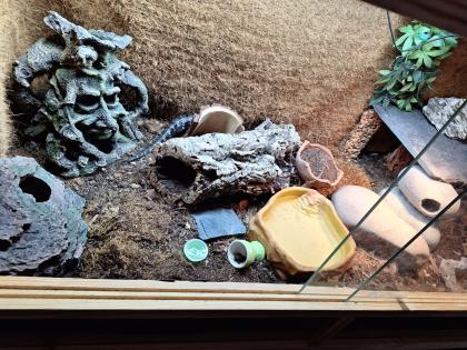 Blauzungenskink mit komplettem Terrarium