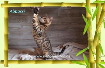 Bengal Kater Abbassi immer gut gelaunt, fröhlich und lieb