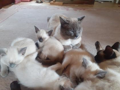 Supersüße Siamkitten sind bald abgabebereit