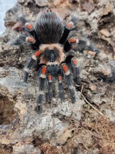 Brachypelma Auratum 4cm weiblich