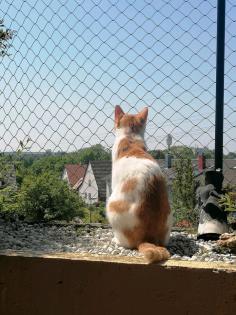 Kater Charlie vermisst