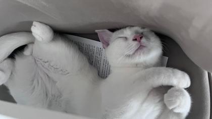 Türkisch Angora Kater