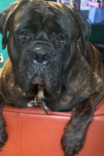 Boxer mix 1. 5 Jahre abgeben