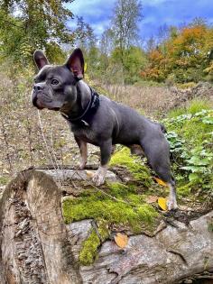 Deckrüde französische Bulldogge, Blue Light Tan mit grünen Augen