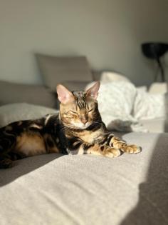 Zwei Bengal Kater Brüder abzugeben